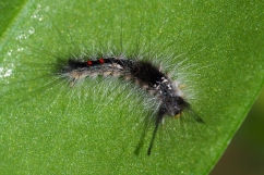 Caterpillar of Zhejiang Tussock Moth (Dasychira chekiangensis) photo